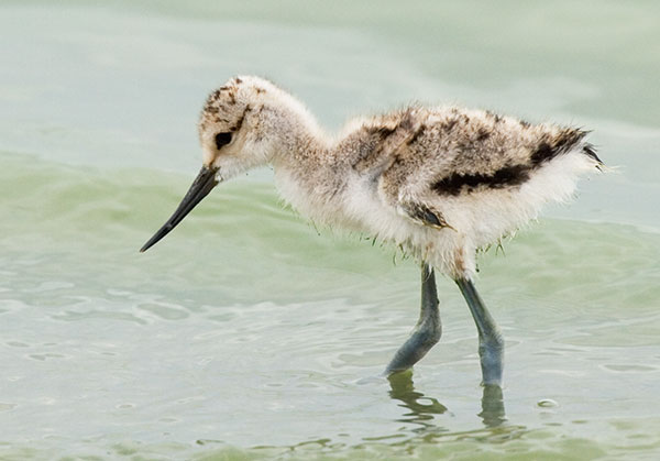 American Avocet Recurvirostra americana