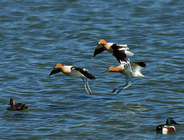 American Avocet Recurvirostra americana