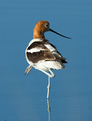 American Avocet Recurvirostra americana