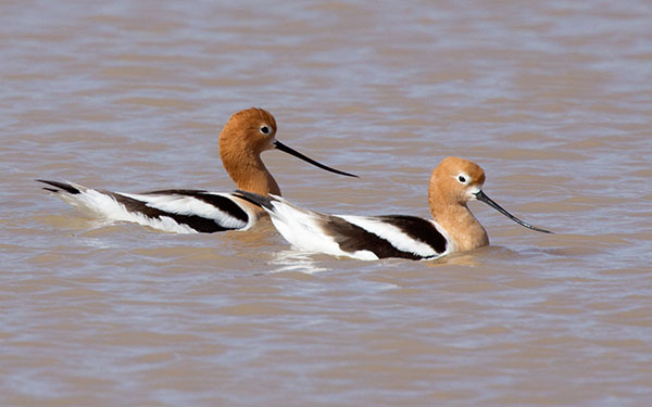 American Avocet Recurvirostra americana