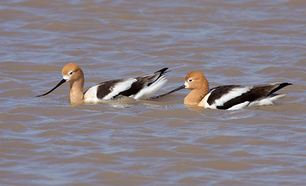 American Avocet Recurvirostra americana