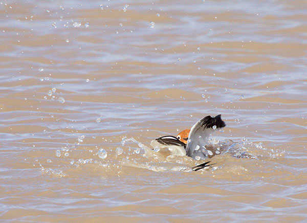 American Avocet Recurvirostra americana
