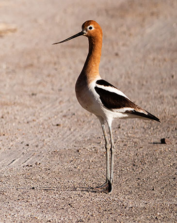American Avocet Recurvirostra americana