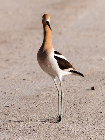 American Avocet Recurvirostra americana