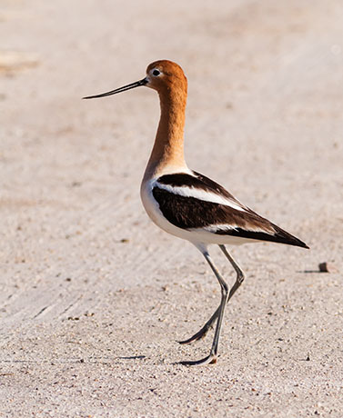 american avocet