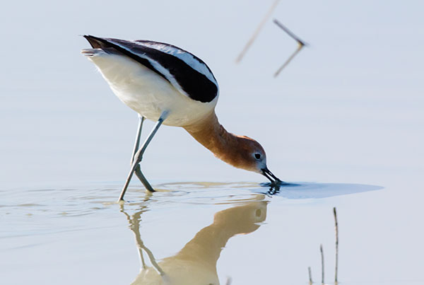 American Avocet Recurvirostra americana