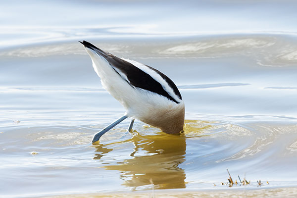 American Avocet Recurvirostra americana