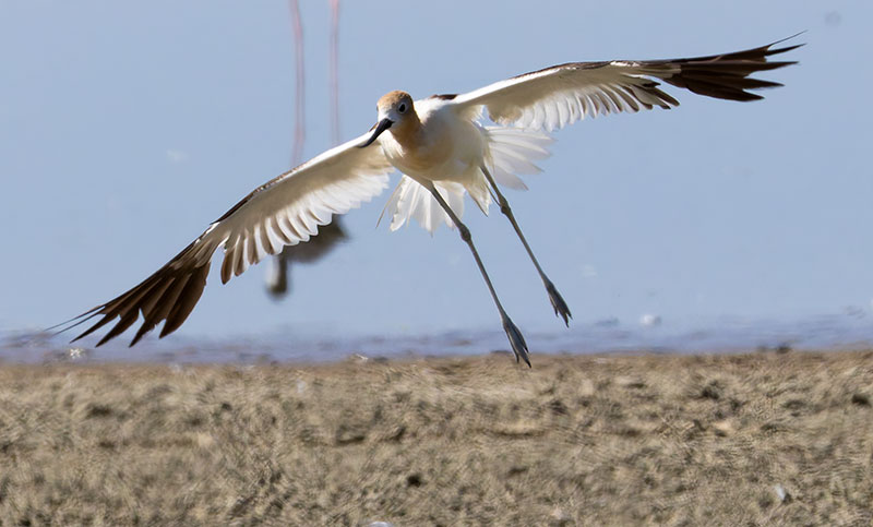 American Avocet Recurvirostra americana