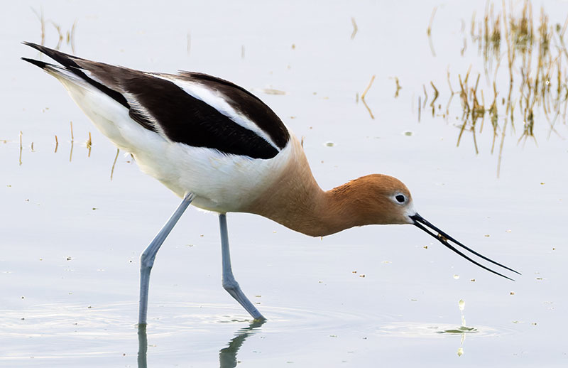 American Avocet Recurvirostra americana