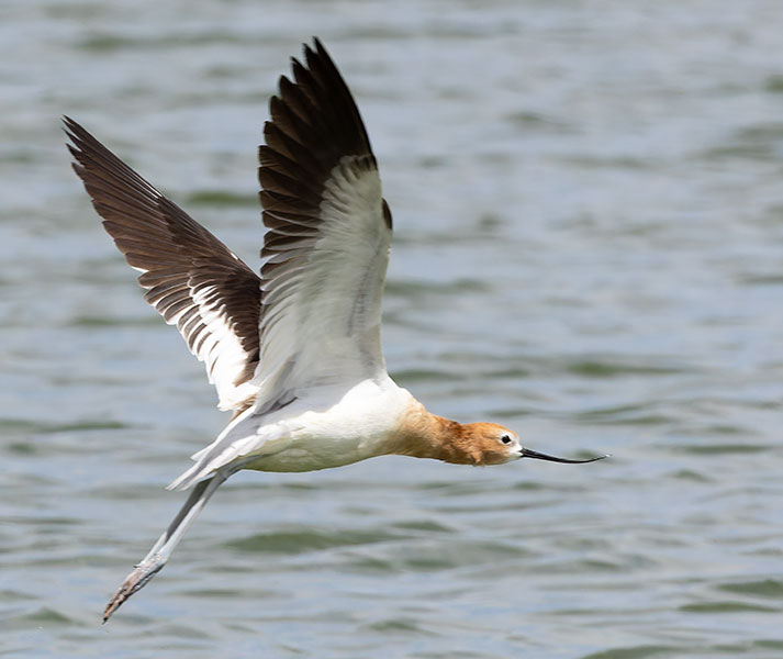 American Avocet Recurvirostra americana