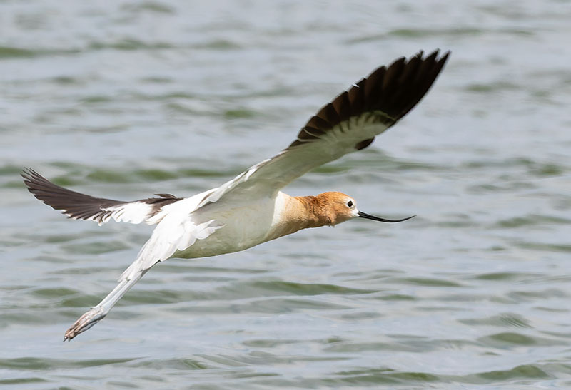 American Avocet Recurvirostra americana