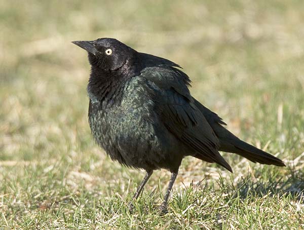 Brewer's Blackbird Euphagus cyanocephalus
