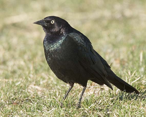 Brewer's Blackbird Euphagus cyanocephalus