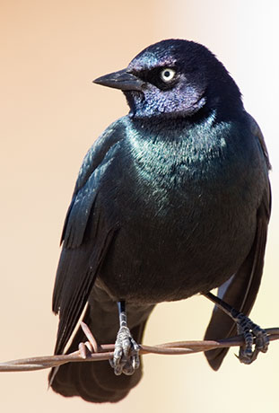 Brewer's Blackbird Euphagus cyanocephalus