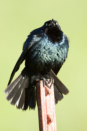 Brewer's Blackbird Euphagus cyanocephalus