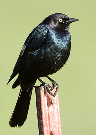Brewer's Blackbird Euphagus cyanocephalus