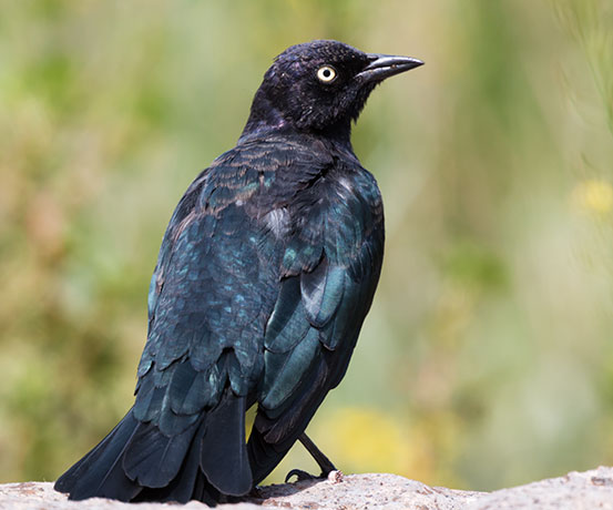 Brewer's Blackbird Euphagus cyanocephalus