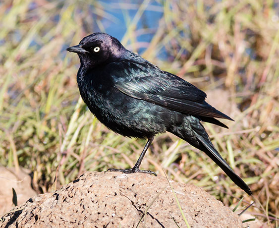 Brewer's Blackbird Euphagus cyanocephalus