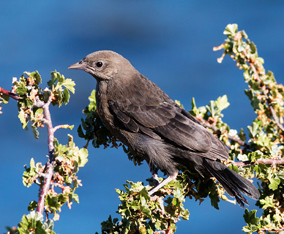 Brewer's Blackbird Euphagus cyanocephalus