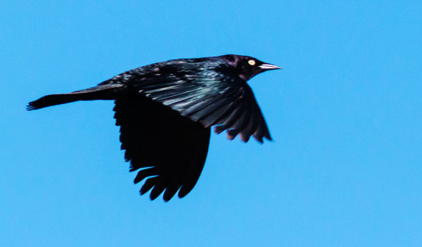 Brewer's Blackbird Euphagus cyanocephalus