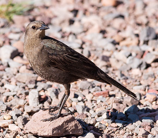Brewer's Blackbird Euphagus cyanocephalus