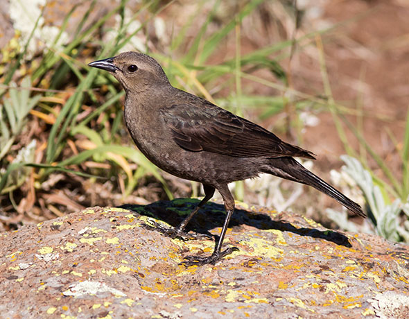 Brewer's Blackbird Euphagus cyanocephalus