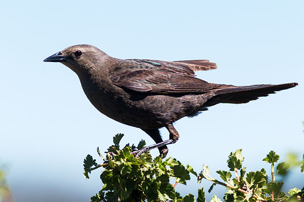Brewer's Blackbird Euphagus cyanocephalus