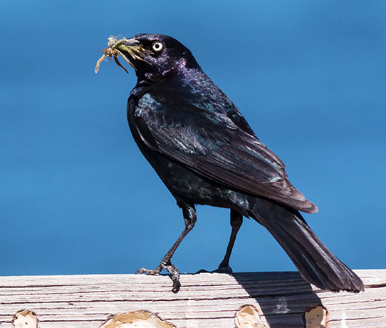 Brewer's Blackbird Euphagus cyanocephalus
