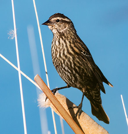 Red-winged Blackbird Agelaius phoeniceus