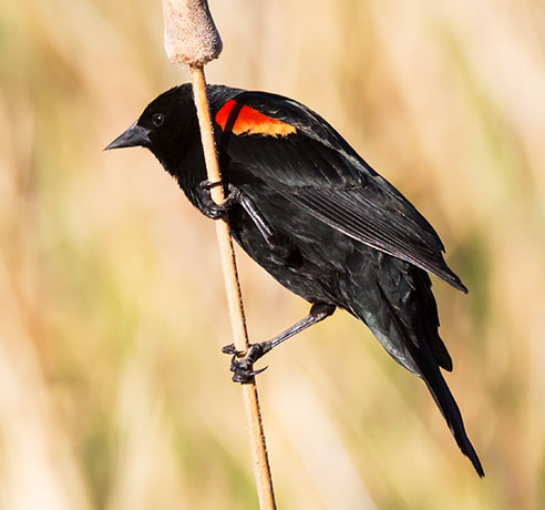 Red-winged Blackbird Agelaius phoeniceus