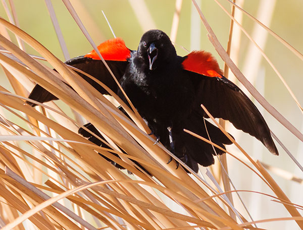 Red-winged Blackbird Agelaius phoeniceus