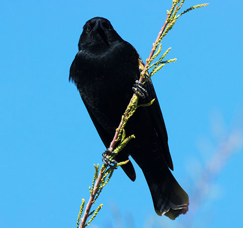 Red-winged Blackbird Agelaius phoeniceus