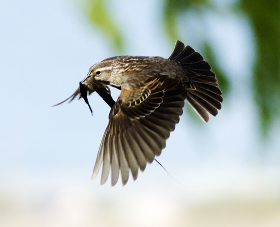 Red-winged Blackbird Agelaius phoeniceus