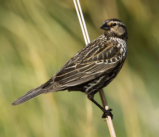 Red-winged Blackbird Agelaius phoeniceus