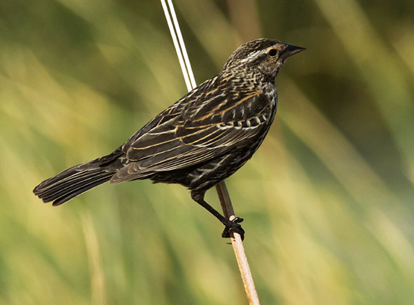 Red-winged Blackbird Agelaius phoeniceus