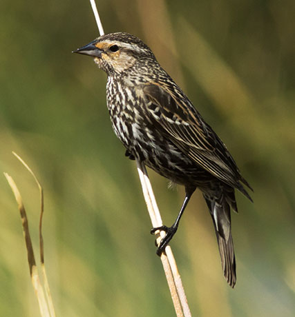 Red-winged Blackbird Agelaius phoeniceus
