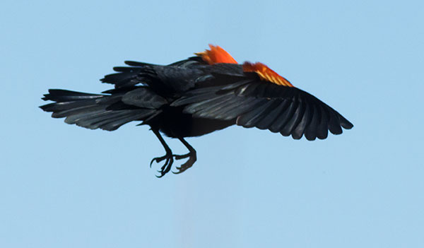 Red-winged Blackbird Agelaius phoeniceus
