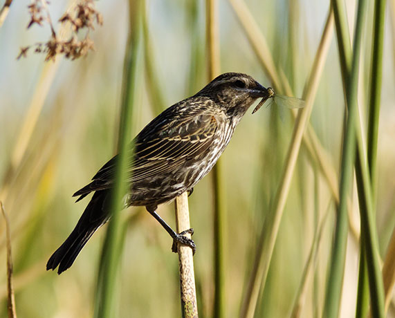 Red-winged Blackbird Agelaius phoeniceus