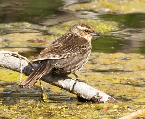 Red-winged Blackbird Agelaius phoeniceus