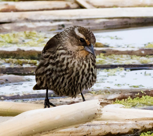Red-winged Blackbird Agelaius phoeniceus