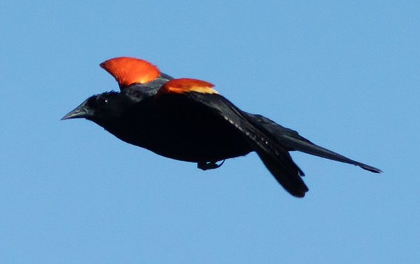 Red-winged Blackbird Agelaius phoeniceus