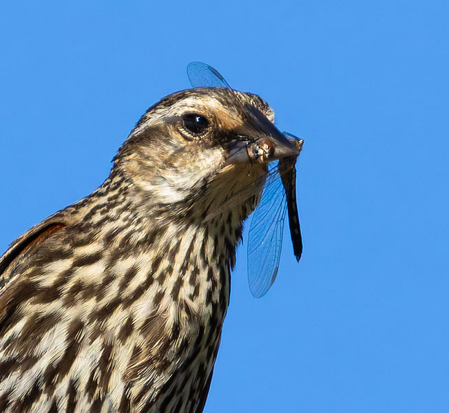 Red-winged Blackbird Agelaius phoeniceus