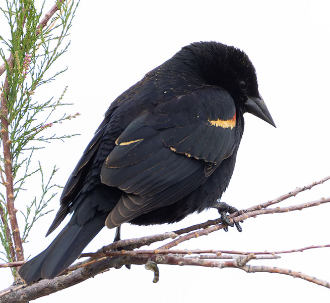 Red-winged Blackbird Agelaius phoeniceus