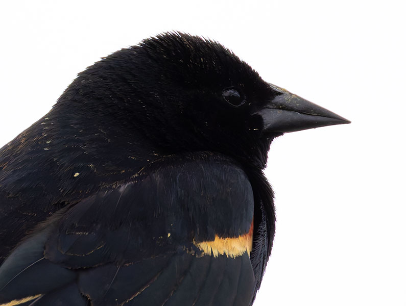 Red-winged Blackbird Agelaius phoeniceus