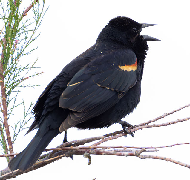 Red-winged Blackbird Agelaius phoeniceus