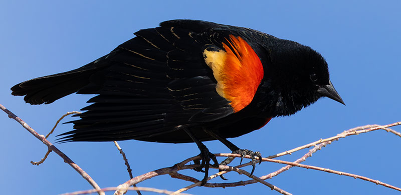 Red-winged Blackbird Agelaius phoeniceus
