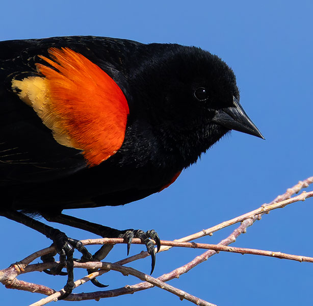 Red-winged Blackbird Agelaius phoeniceus