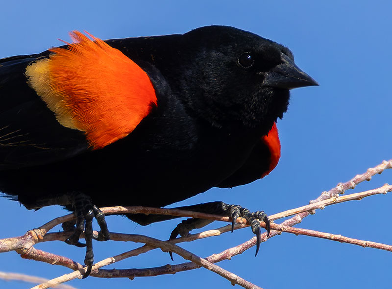 Red-winged Blackbird Agelaius phoeniceus