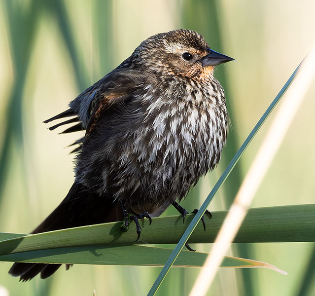 Red-winged Blackbird Agelaius phoeniceus