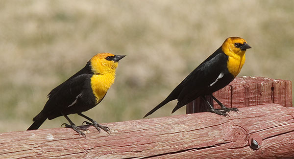 Yellow-headed Blackbird Xanthocephalus xanthocephalus 